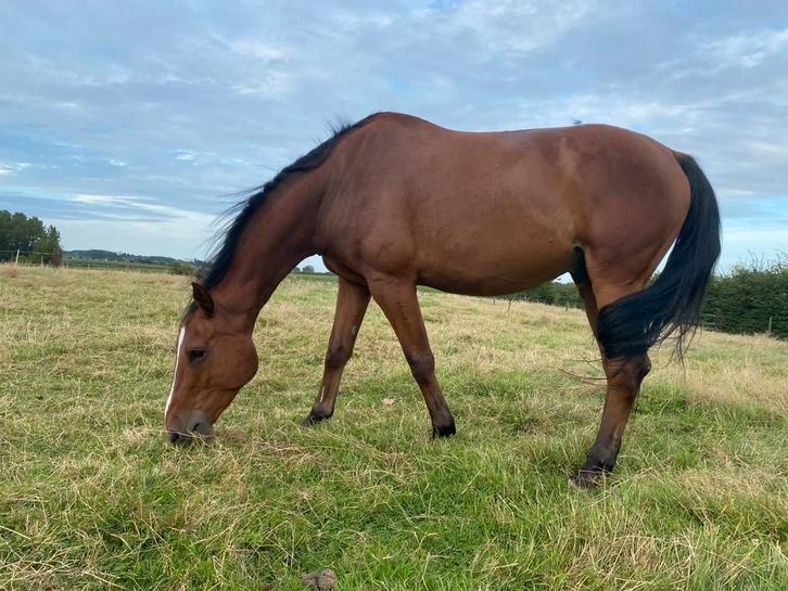 Weide gezocht | Burst, Dieren en Toebehoren, Stalling en Weidegang, Weidegang, 1 paard of pony