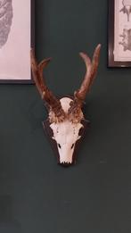 Ree geweien, Verzamelen, Dierenverzamelingen, Ophalen, Gebruikt, Hert, Gewei of Kop