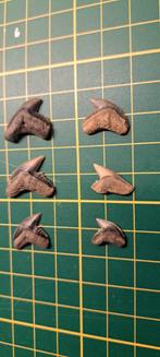 Fossil teeth Tigershark, Verzamelen, Mineralen en Fossielen, Verzenden, Fossiel