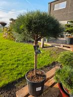 Pinus Nigra, Ophalen, Halfschaduw