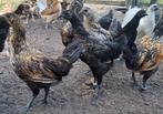 Hmong en ga'hmong kippen + hanen, Dieren en Toebehoren, Pluimvee, Kip