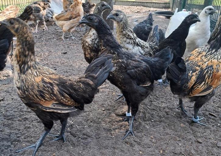 Hmong en ga'hmong kippen + hanen, Dieren en Toebehoren, Pluimvee, Kip