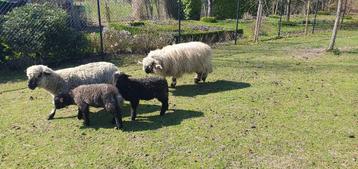2 schapen Rammen (kruising Walliser met Hampshire down), Mâle, Mouton, 0 à 2 ans