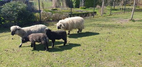 2 schapen Rammen (kruising Walliser met Hampshire down), Dieren en Toebehoren, Schapen, Geiten en Varkens, Schaap, Mannelijk, 0 tot 2 jaar
