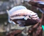 Melanochromis auratus cichliden, Dieren en Toebehoren, Vissen | Aquariumvissen, Vis, Zoetwatervis