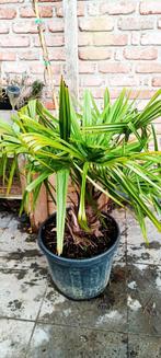 Palmier Trachycarpus Fortunei, Enlèvement