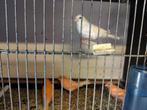 Kanarie, Dieren en Toebehoren