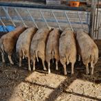 Schapen, rammen, Animaux & Accessoires, Moutons, Chèvres & Cochons