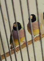Gouldamadines, Dieren en Toebehoren