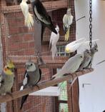 Valkparkieten te koop, Dieren en Toebehoren, Vogels | Parkieten en Papegaaien, Meerdere dieren, Parkiet, Geringd