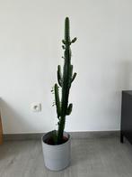 kamer plant,zonder pot, Huis en Inrichting, Kamerplanten, Cactus, Minder dan 100 cm, Halfschaduw, Ophalen