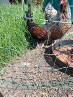 Padua haan, Dieren en Toebehoren, Pluimvee