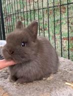 Kleurdwerg rammetjes, Dieren en Toebehoren, Konijnen, Klein