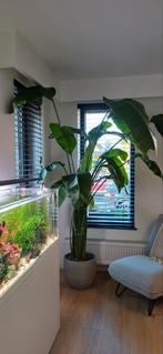 Strelitzia Nikolai, Huis en Inrichting, Kamerplanten, Ophalen