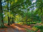 Brandhout gratis, Tuin en Terras, Brandhout, Ophalen of Verzenden