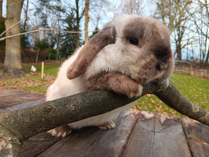 Nederlands dwerghangoor konijntjes, Animaux & Accessoires, Lapins, Petit, Plusieurs animaux, 0 à 2 ans, Oreilles tombantes