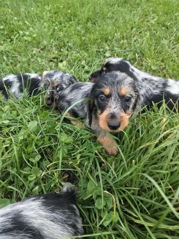 Beaux chiots teckel 