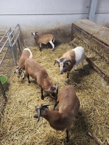 Moutons, beliers du Cameroun