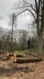 Eiken stammen, Doe-het-zelf en Bouw, Hout en Planken, Ophalen, Eiken, 300 cm of meer, Overige typen