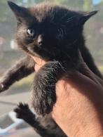 Brits korthaar laatste kitten, Dieren en Toebehoren, Katten en Kittens | Raskatten | Korthaar, Meerdere dieren, Gechipt, 0 tot 2 jaar