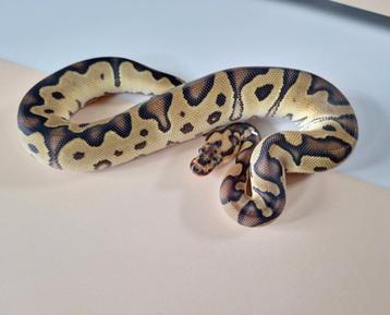 Clown het Pied vrouw beschikbaar voor biedingen