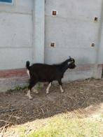 Geitenbok 5maand oud, Dieren en Toebehoren, Schapen, Geiten en Varkens, Mannelijk, Geit, 0 tot 2 jaar