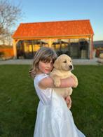 Goldador pups zwarte en blond, Dieren en Toebehoren, Honden | Retrievers, Spaniëls en Waterhonden, Golden retriever, België, Reu