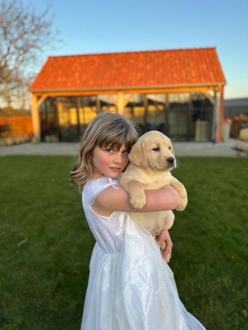 Goldador pups zwarte en blond, Dieren en Toebehoren, Honden | Retrievers, Spaniëls en Waterhonden, Reu, Golden retriever, Fokker | Professioneel