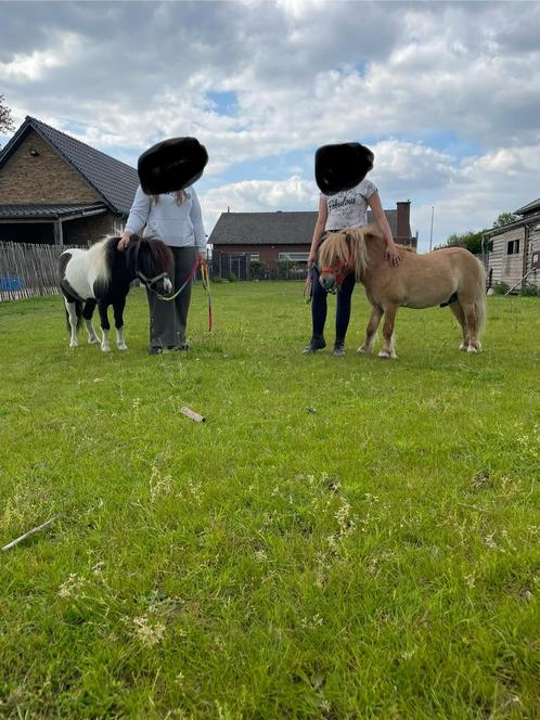 2 prachtige hengstjes, Dieren en Toebehoren, Pony's, Hengst, Niet van toepassing, 7 tot 10 jaar, Gechipt, Ontwormd