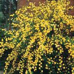 Kerria japonica 'Pleniflora', Tuin en Terras, Planten | Struiken en Hagen, Ophalen