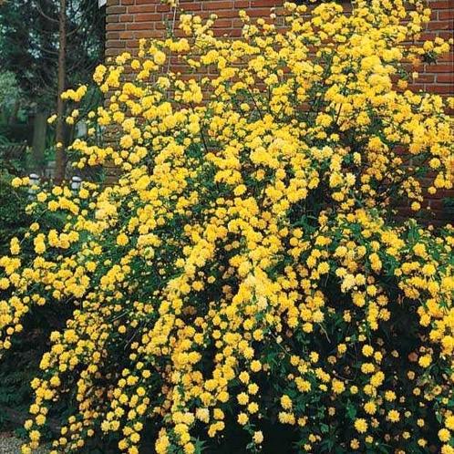 Kerria japonica 'Pleniflora', Tuin en Terras, Planten | Struiken en Hagen, Ophalen