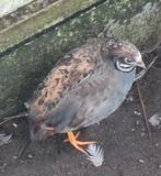 Gratis chinees dwergkwarteltje man natuurbroed, Mâle, Oiseau tropical