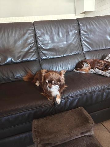  ️chihuahua ♥️ dekreu voor dekking ( hij.is niet te koop ) beschikbaar voor biedingen