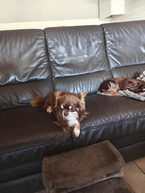 ️chihuahua ♥️ dekreu voor dekking ( hij.is niet te koop ), Dieren en Toebehoren, Honden | Chihuahua's en Gezelschapshonden, Reu