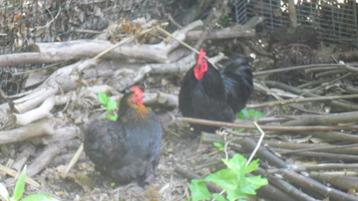 Cochin  Kriel   Kippen, Dieren en Toebehoren, Pluimvee
