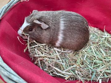 Cavia beschikbaar voor biedingen