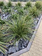 planten te koop, Ophalen of Verzenden