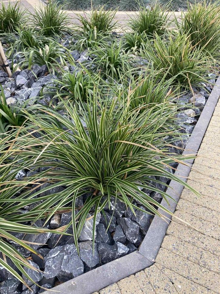 planten te koop, Tuin en Terras, Planten | Tuinplanten, Ophalen of Verzenden