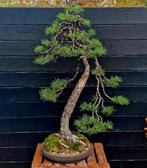 Bonsai pinus sylvestris yamadori, Ophalen of Verzenden