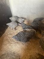 Prachtige jonge mechelse koekoeken, Dieren en Toebehoren, Pluimvee, Meerdere dieren, Kip