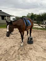 9 jarige merrie, Merrie, B, 7 tot 10 jaar, 160 tot 165 cm