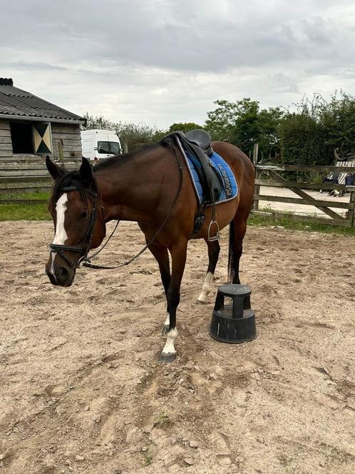 9 jarige merrie, Dieren en Toebehoren, Paarden, Merrie, B, 160 tot 165 cm, 7 tot 10 jaar, Recreatiepaard, Met stamboom, Gechipt
