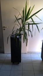 yucca avec pot, Huis en Inrichting, Kamerplanten, 100 tot 150 cm, Yucca, Halfschaduw, In pot