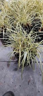 Carex Oshimensis Evergold, Tuin en Terras, Planten | Tuinplanten, Ophalen