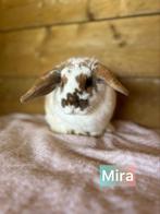 Ter adoptie gevaccineerde voedster, Dieren en Toebehoren, Konijnen, Klein, Hangoor