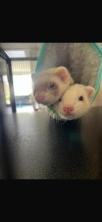 2 handtamme fretjes (ook apart), Dieren en Toebehoren, Fret, Mei, Meerdere dieren, Tam