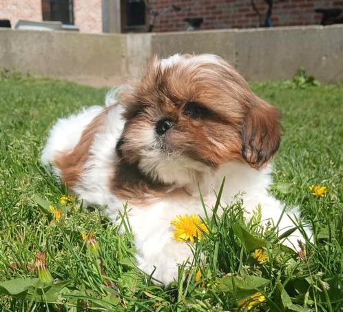 Shihtzu pupjes zoeken een warme thuis, Dieren en Toebehoren, Honden | Chihuahua's en Gezelschapshonden, Meerdere dieren, Overige rassen