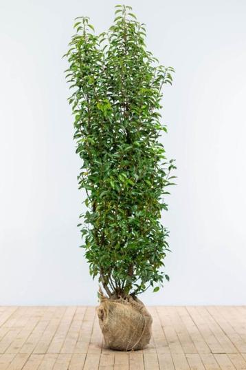 Prunus l. Angustifolia 125/150 Overstock Portugese laurier beschikbaar voor biedingen