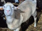 Pol dorset ram te koop
