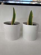 Diverse elho en ikea bloempotten met planten sanseveria, Ophalen of Verzenden
